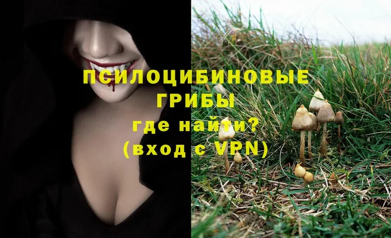 Галлюциногенные грибы Psilocybe  Краснотурьинск 